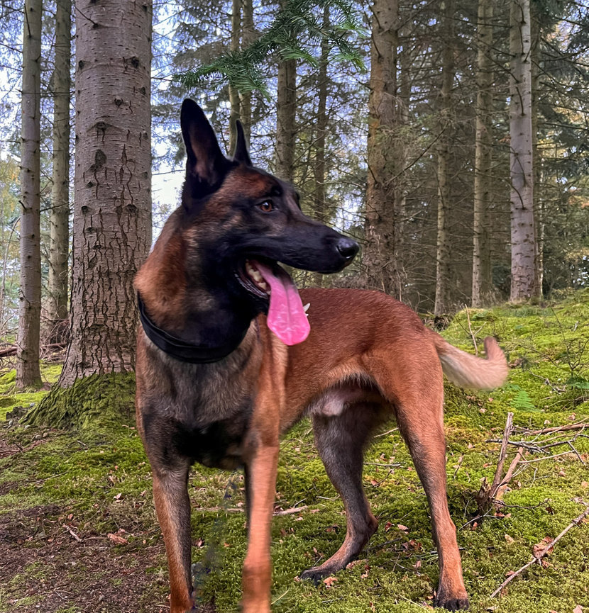 A brown and black Belgian Malinois dog standing in a forest with trees and green moss.
