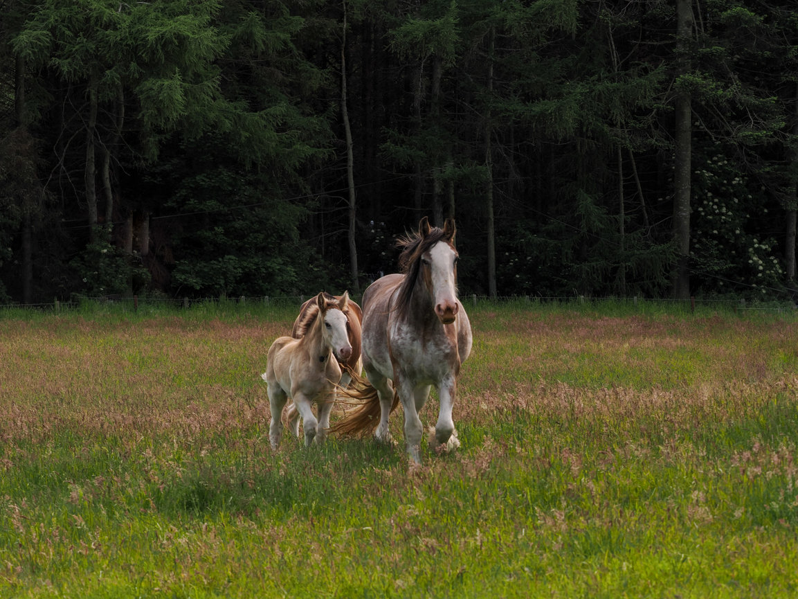 Two horses, one brown and one white, roam together in a lush green field with trees in the background.