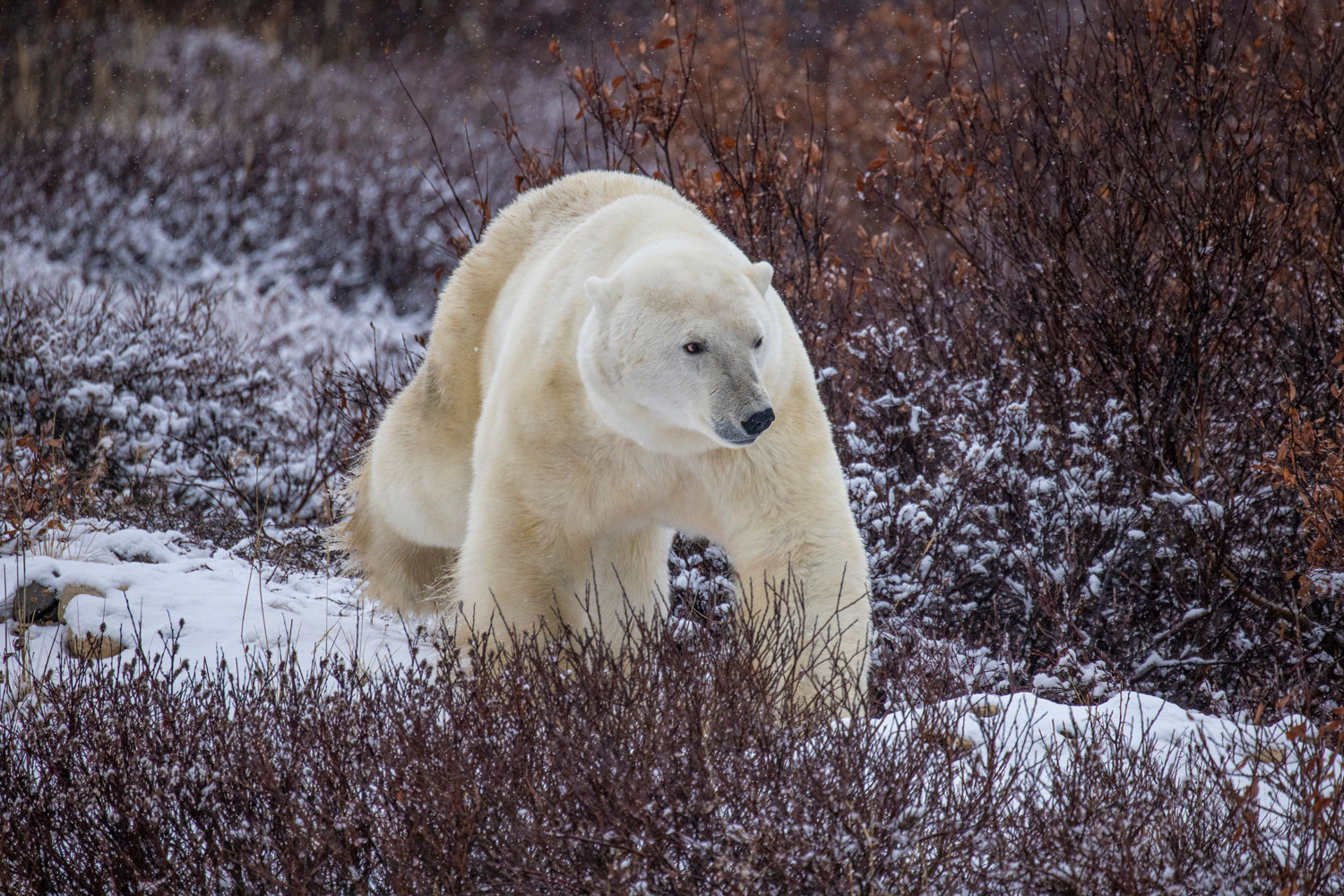 Polar bears 2023 - Jim Zuckerman photography & photo tours