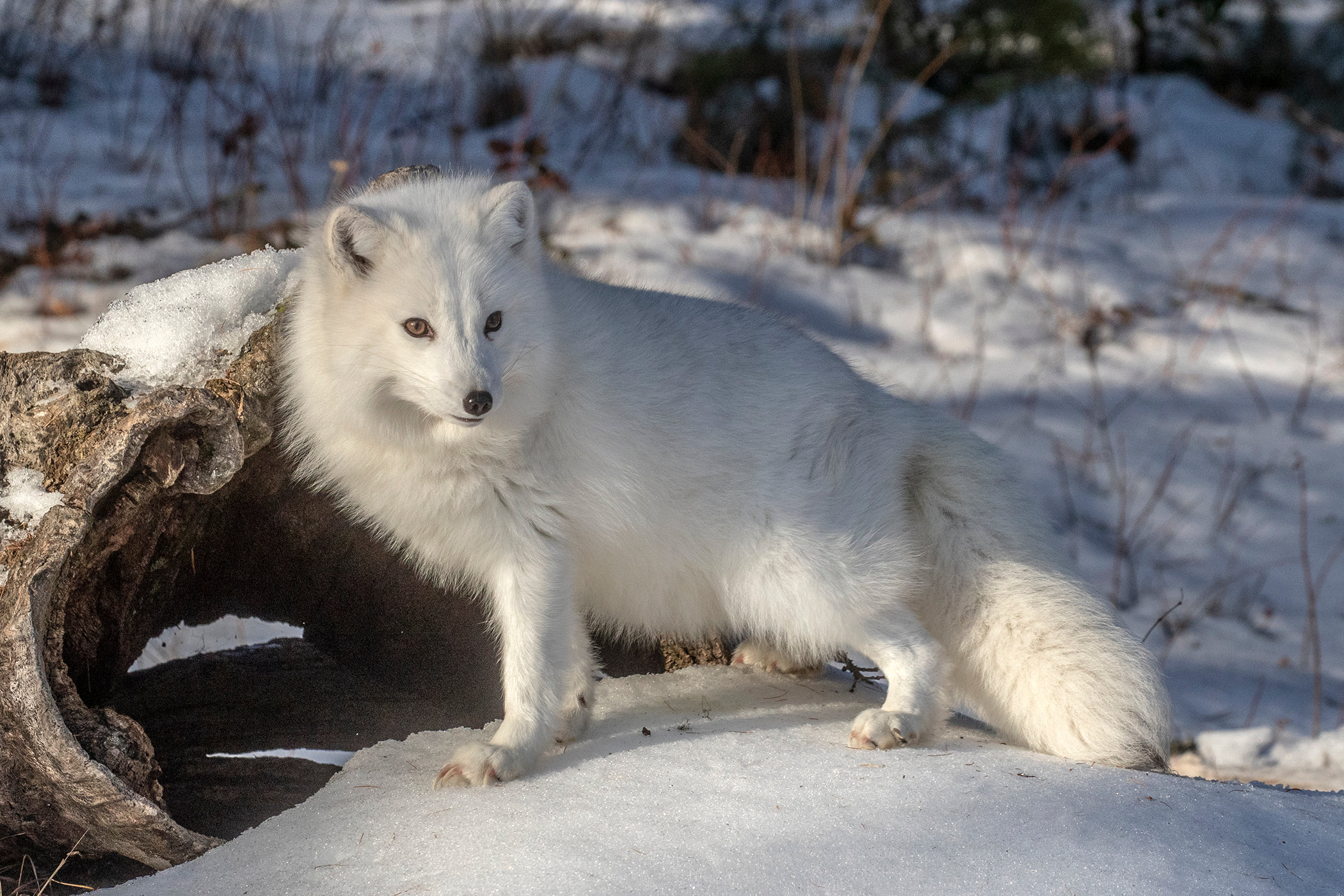 Arctic fox in winter - Jim Zuckerman photography & photo tours