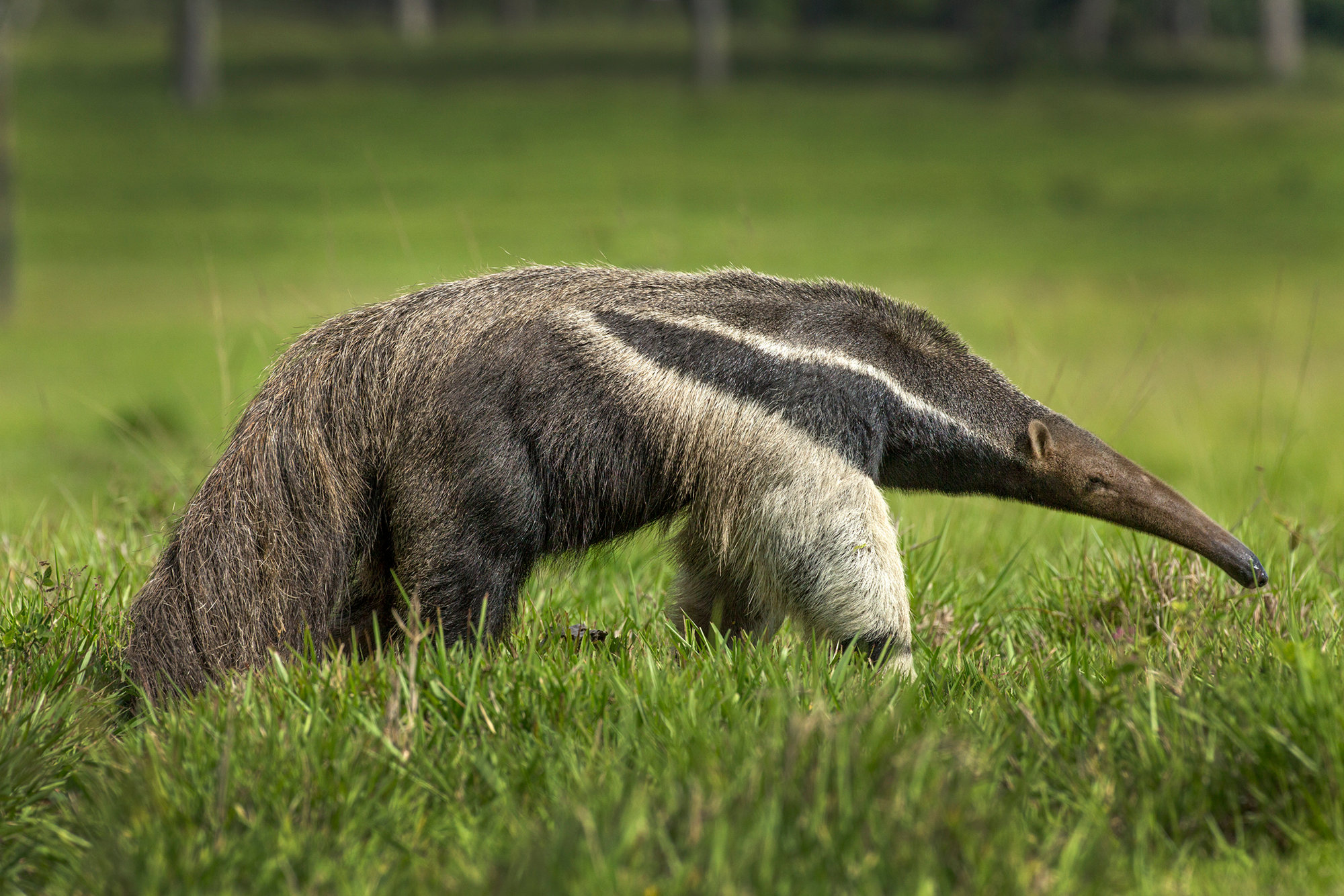 Giant anteater - Jim Zuckerman photography & photo tours