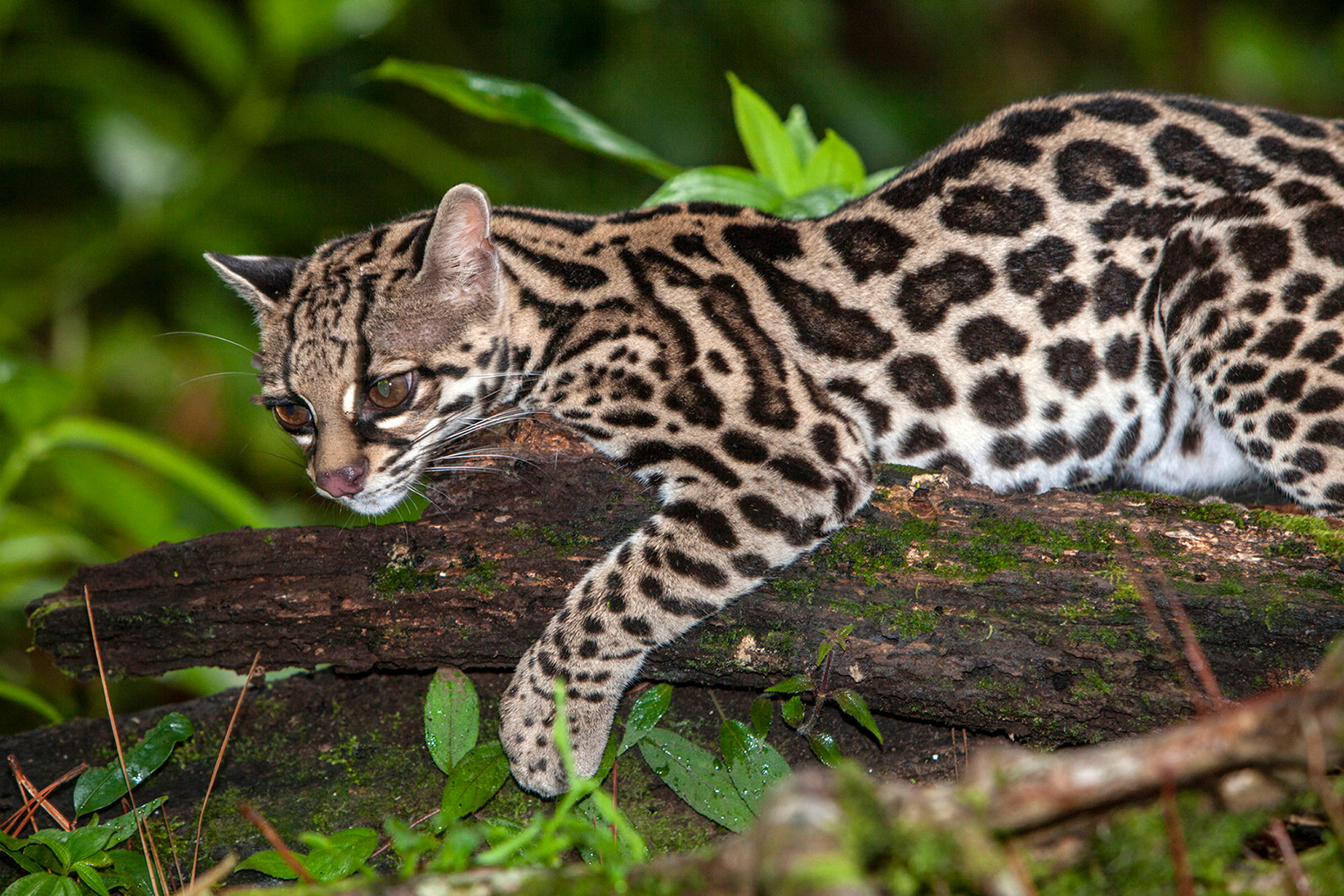 A rarely seen jungle cat - Jim Zuckerman photography & photo tours