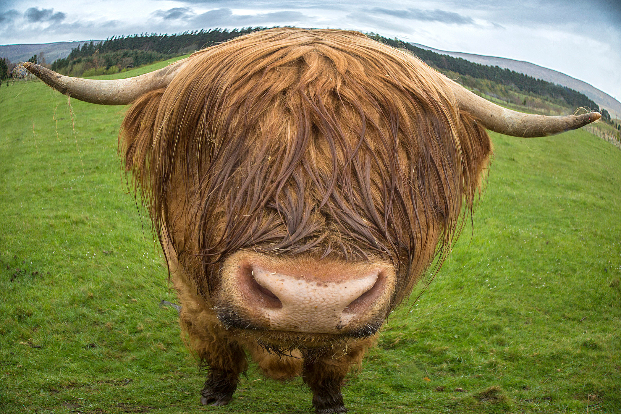 Highland Cow Up Close And Personal Jim Zuckerman Photography Photo 
