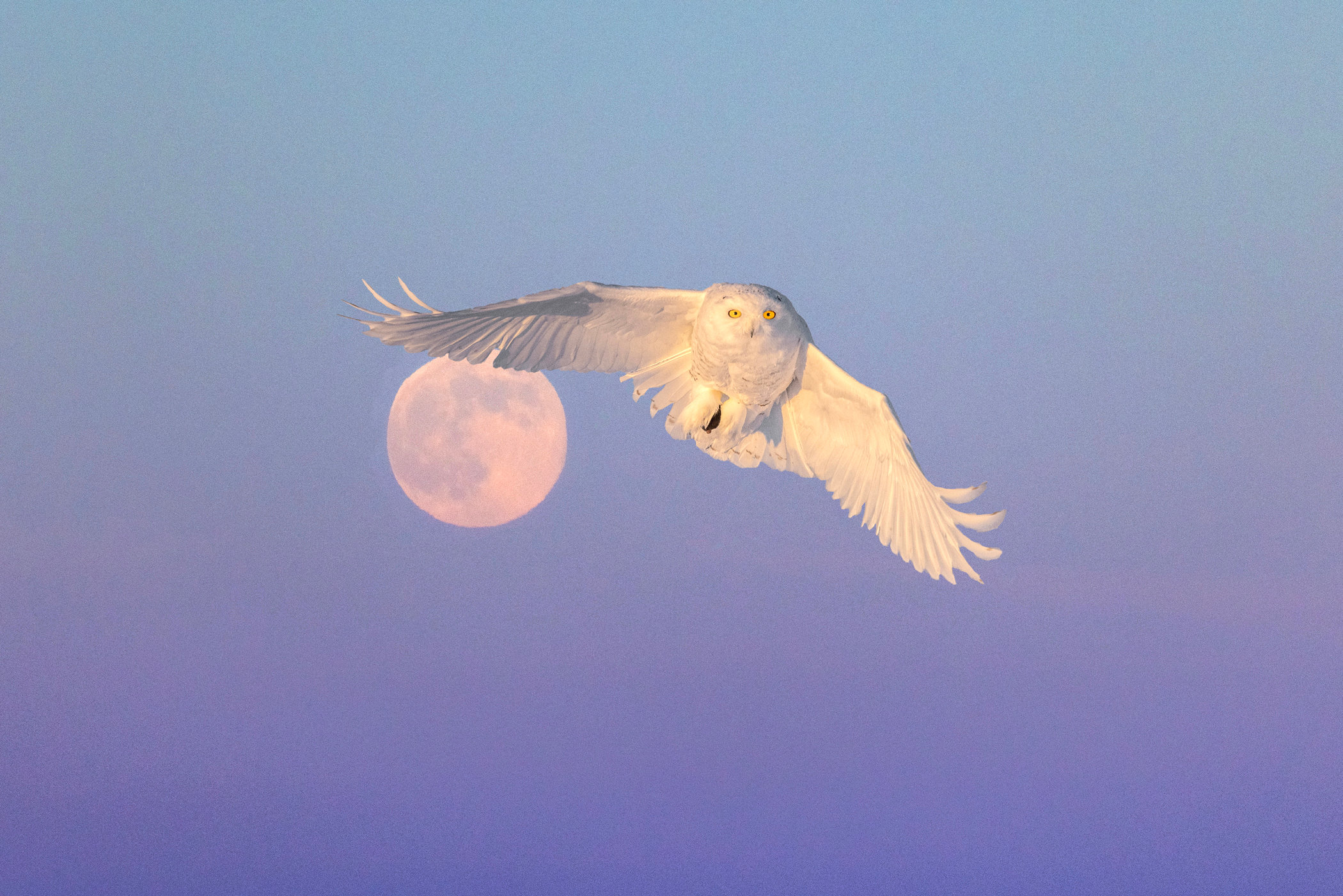 snowy-owl-audubon-field-guide