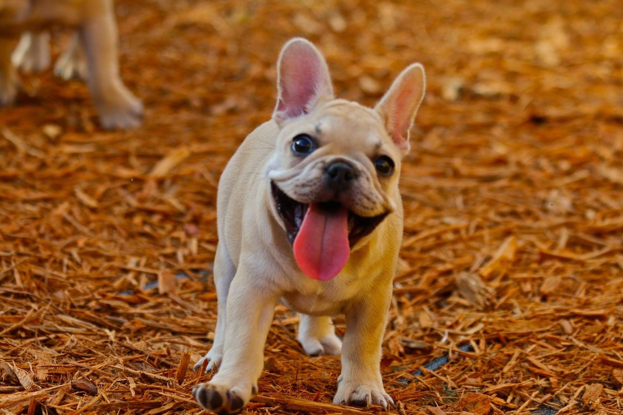Florida French bulldogs/French Bulldogs Palm Beach