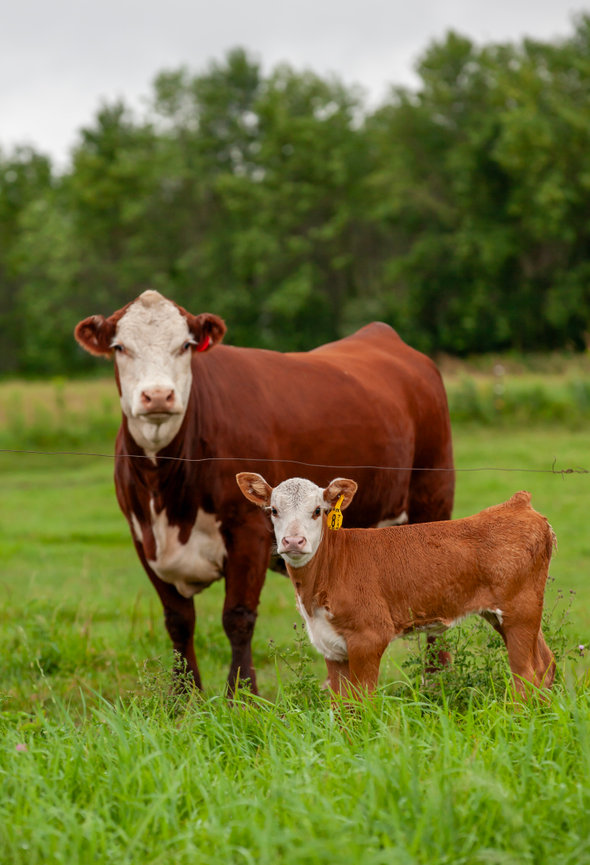 Brown cow with calf standing in a green pasture with trees in the background