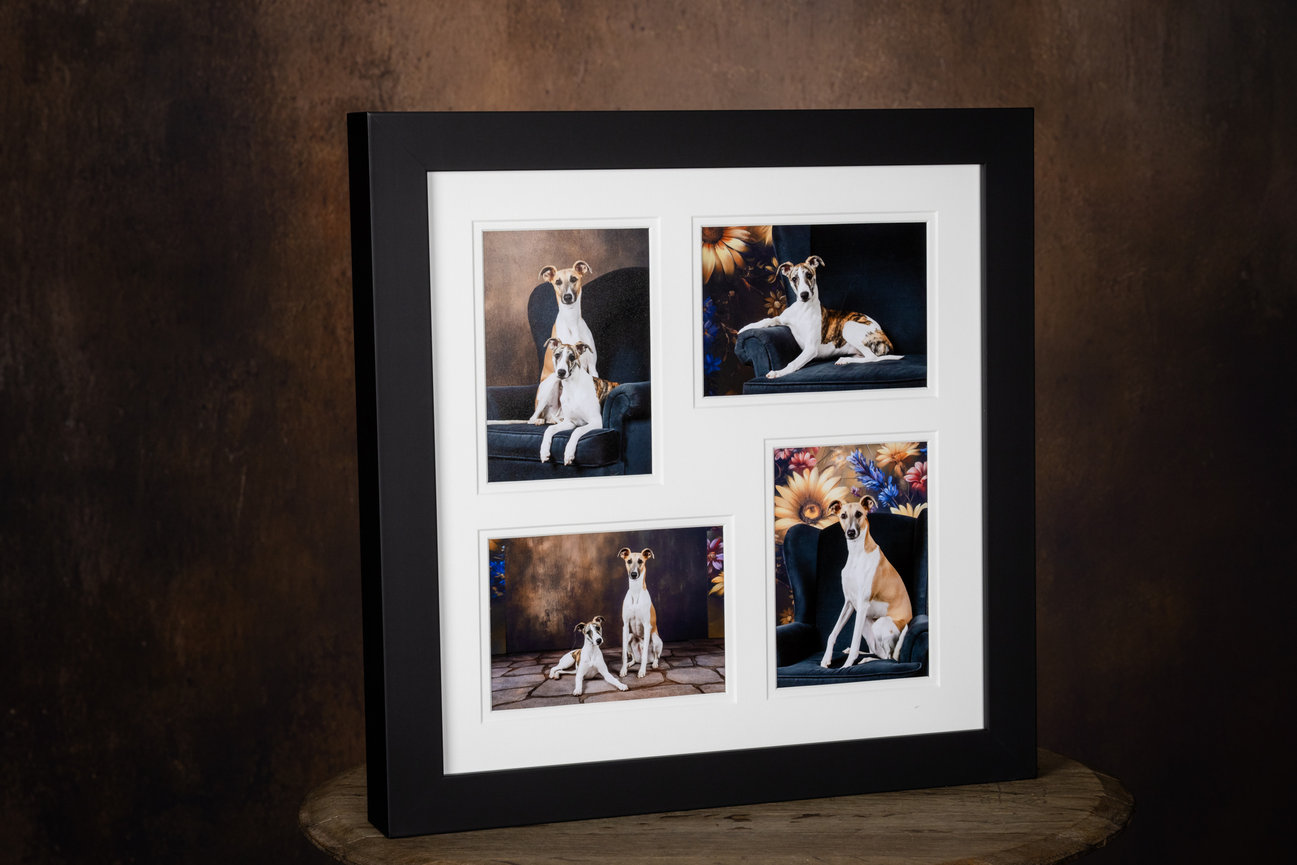 custom pet photography reveal box with matted portrait prints that can be rotated for display