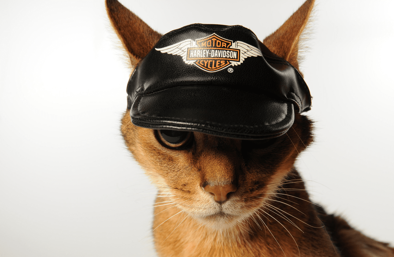 An Abyssinian cat named Sanchos wearing a Harley-Davidson Motor Cycle hat at Kliks Photography.