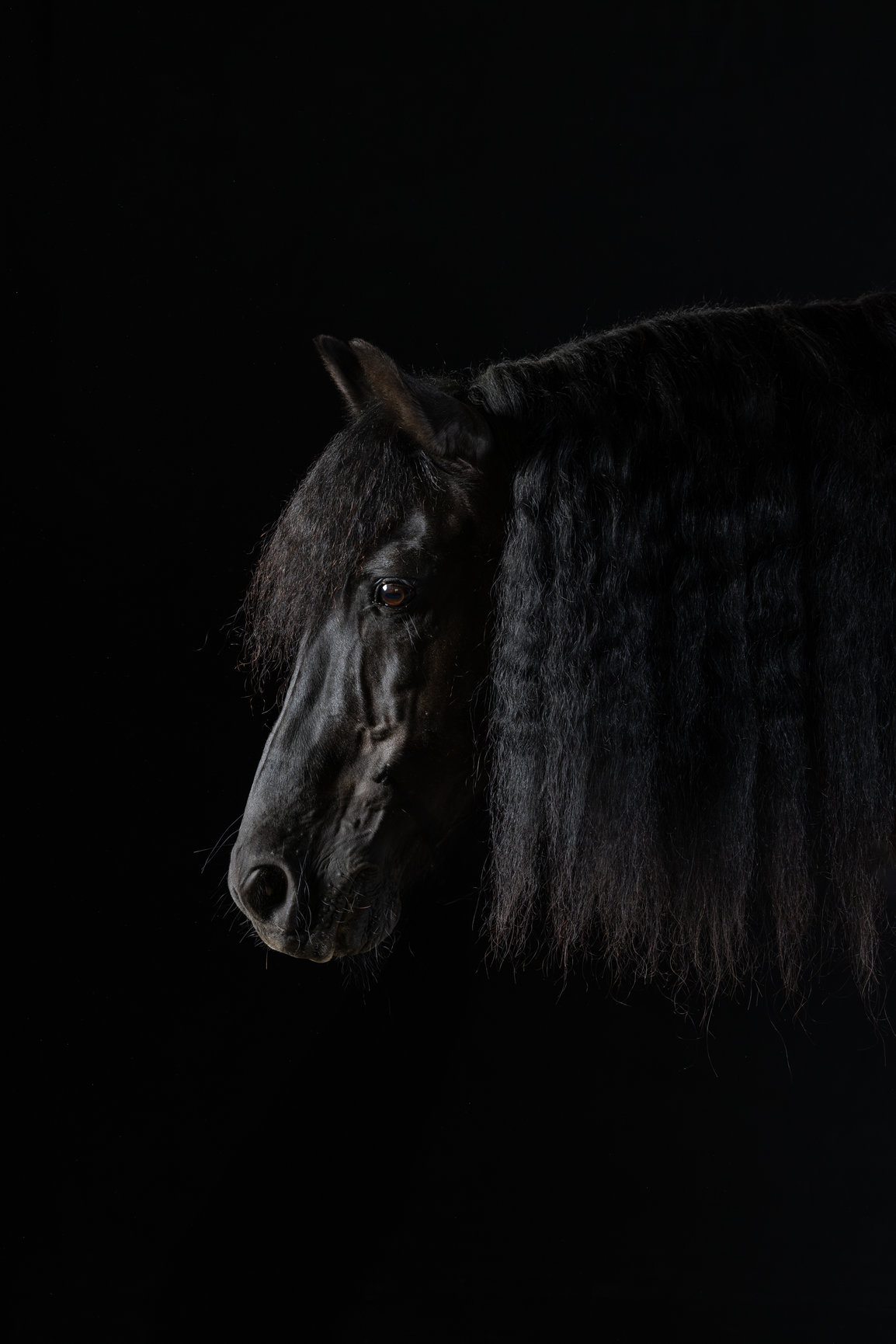 HORSES - Emo Photo