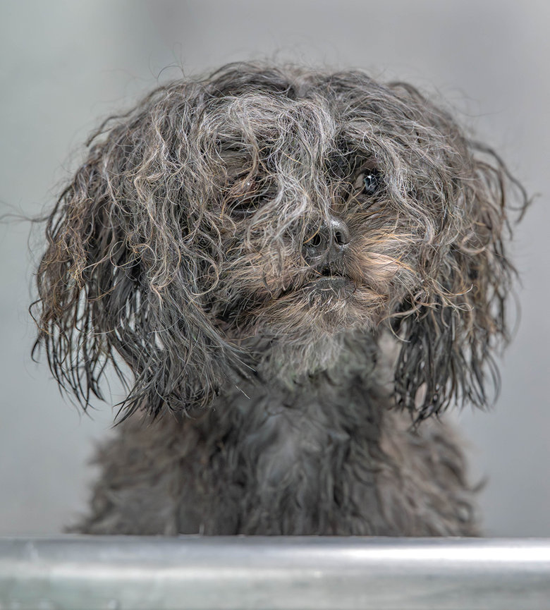 Shaggy small dog with curly fur looking forward against a soft gray background.