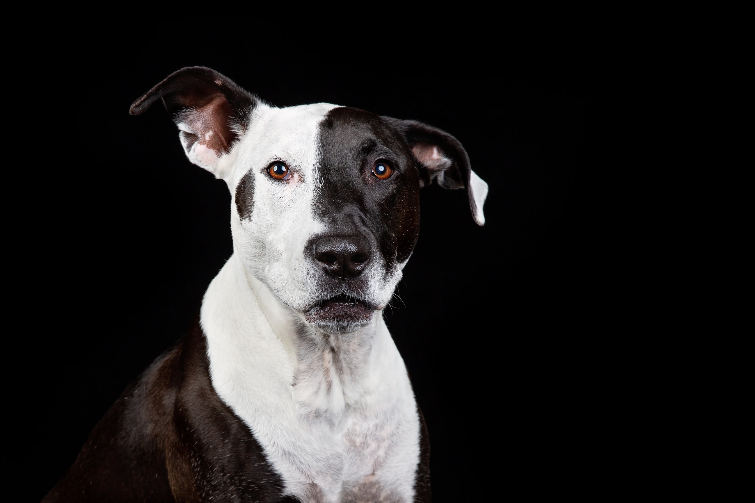 MODERN PET PHOTOGRAPHY - Pet Photography of Diana Lundin