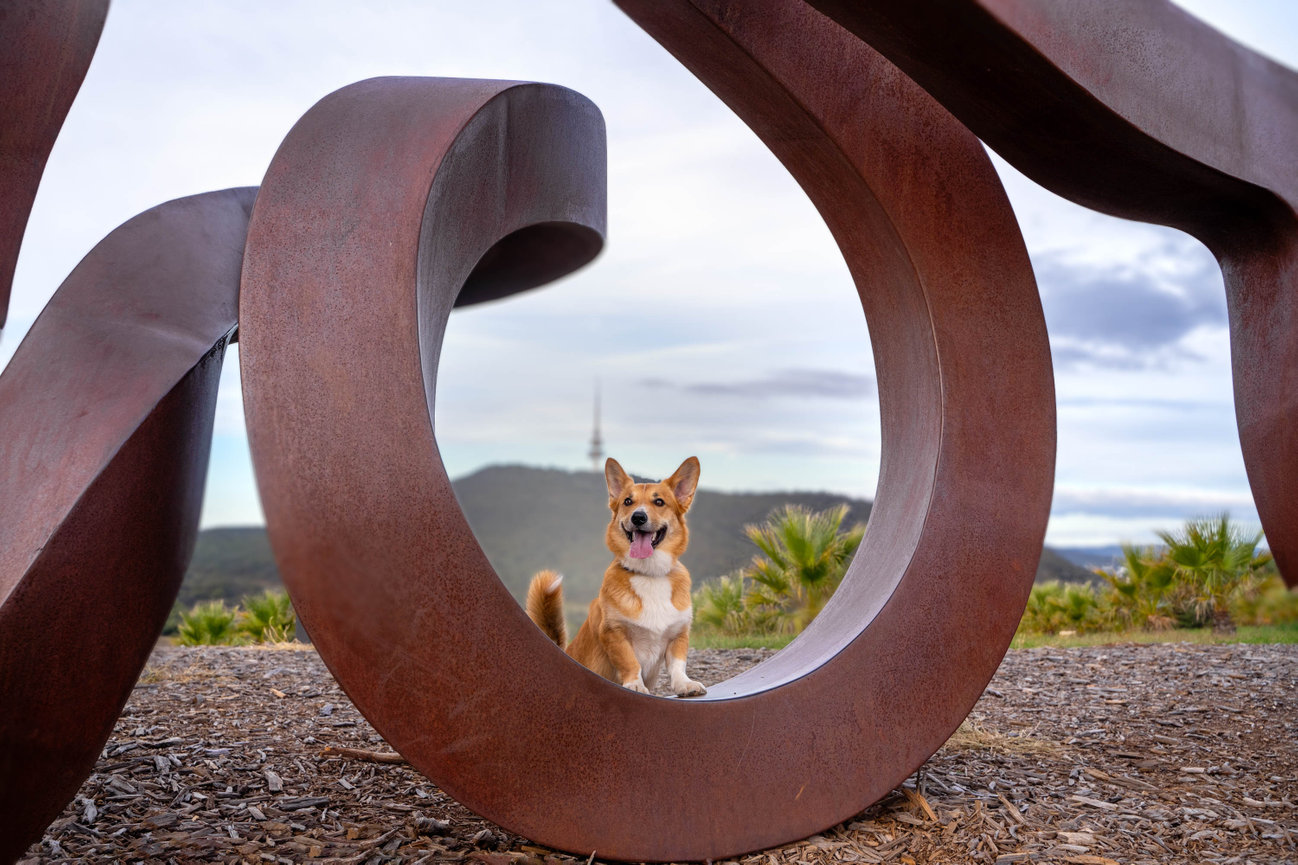 Burt Reynolds the Corgi at the National Arboretum Canberra wide brown land sign for his Tails of Canberra pet photography session