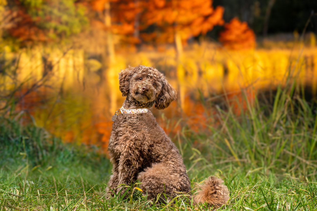 Kumpel the Schnoodle at Yarralumla English Garden for his pet photography session with autumn colours in the reflection