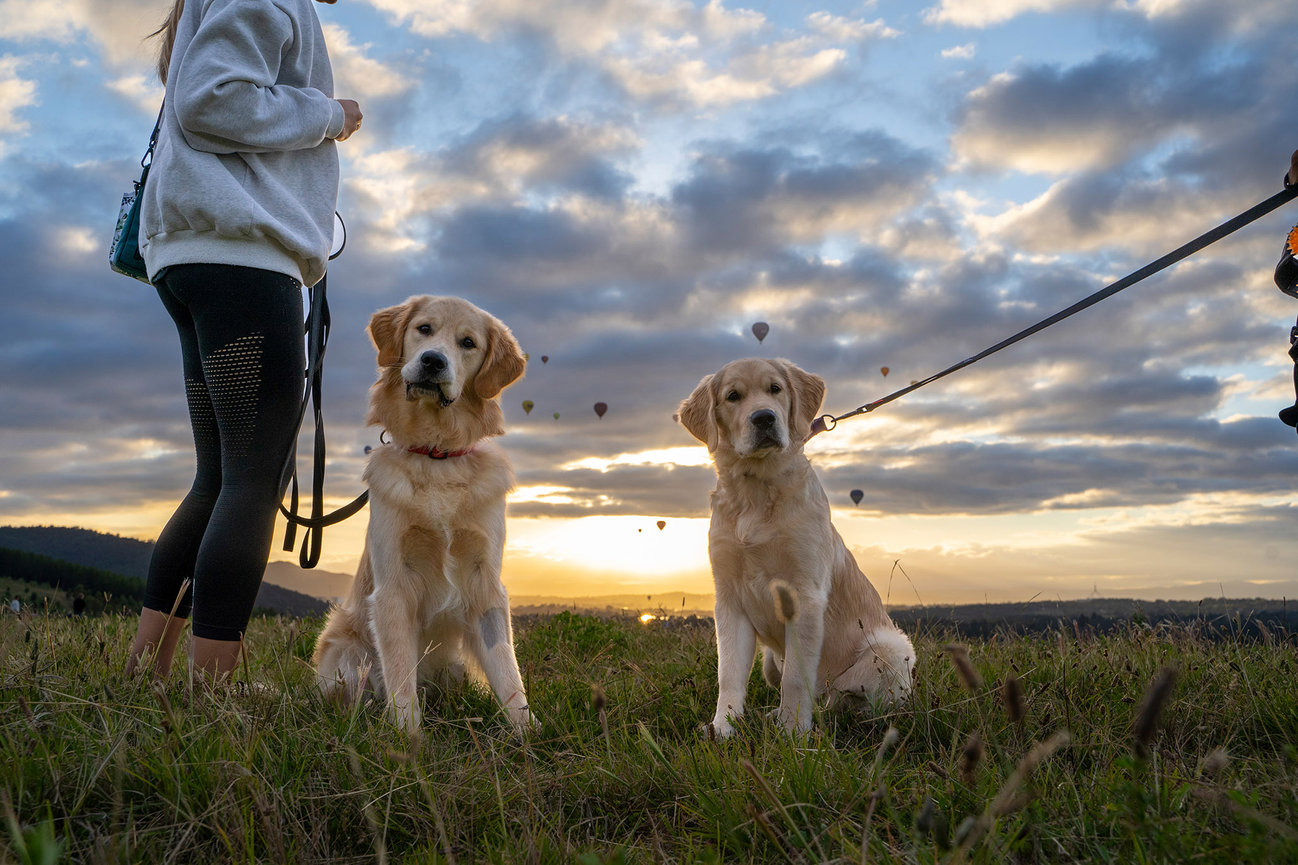 what are the most well behaved dogs