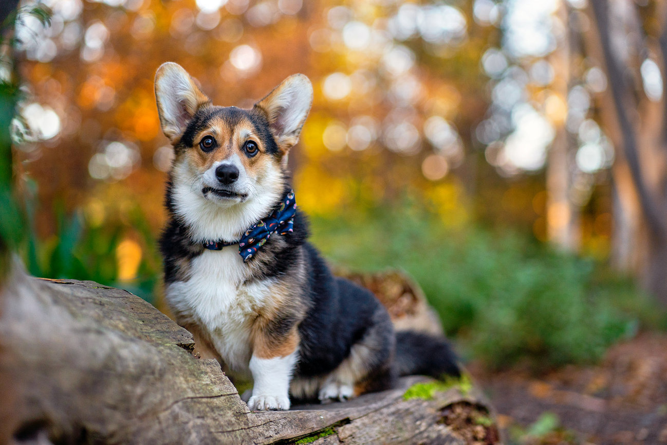 Creating sensational photographs of your pets using leading lines