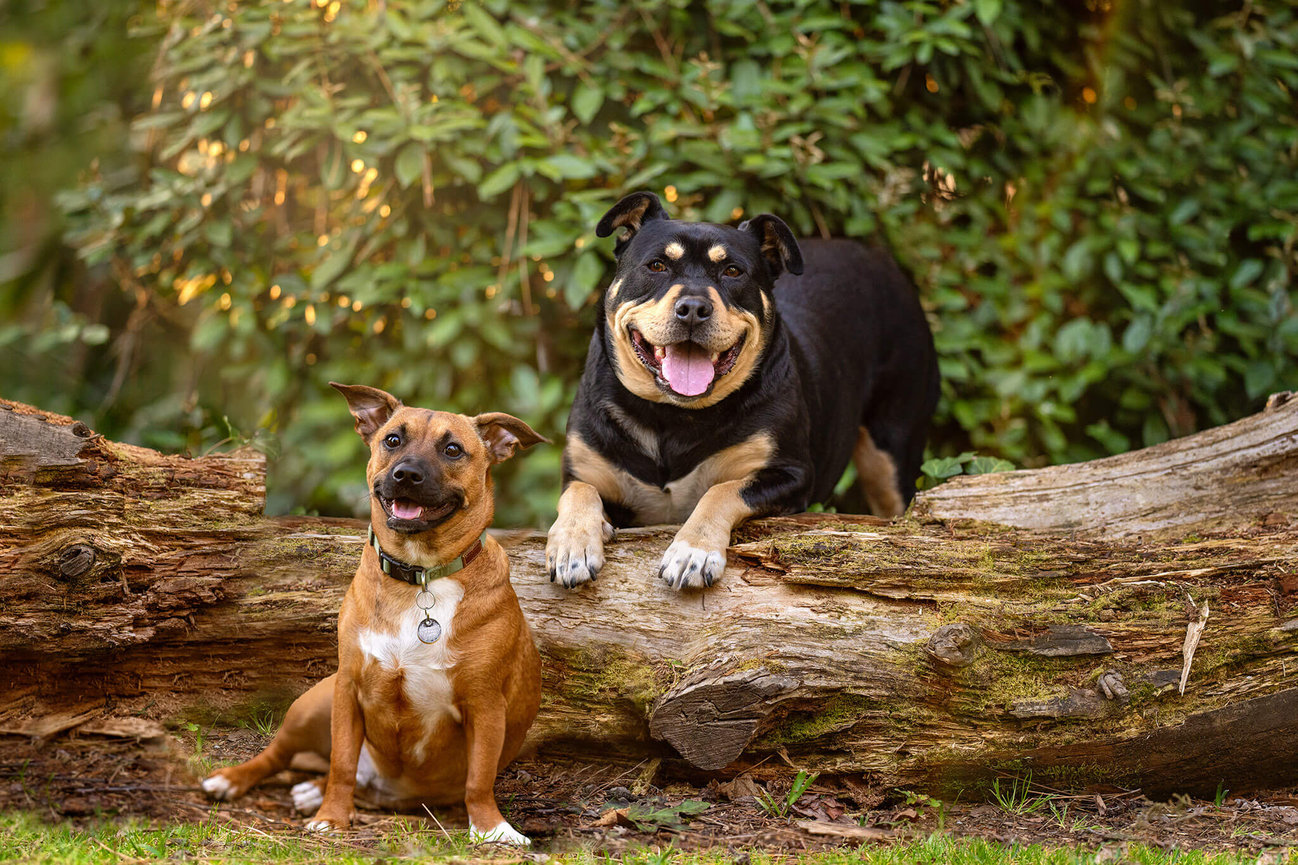 A photograph of 2 dogs on a log taken by Canberra Pet photographer Ina J Photography