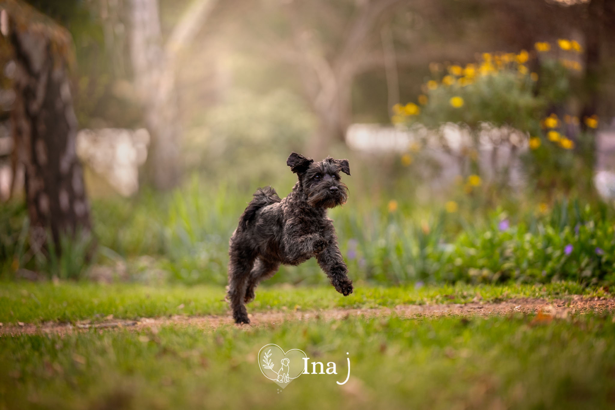 Springtime Dogs Photo Shoot Photo Ideas for Your Dog This Spring - Canberra Award Winning Pet and ...