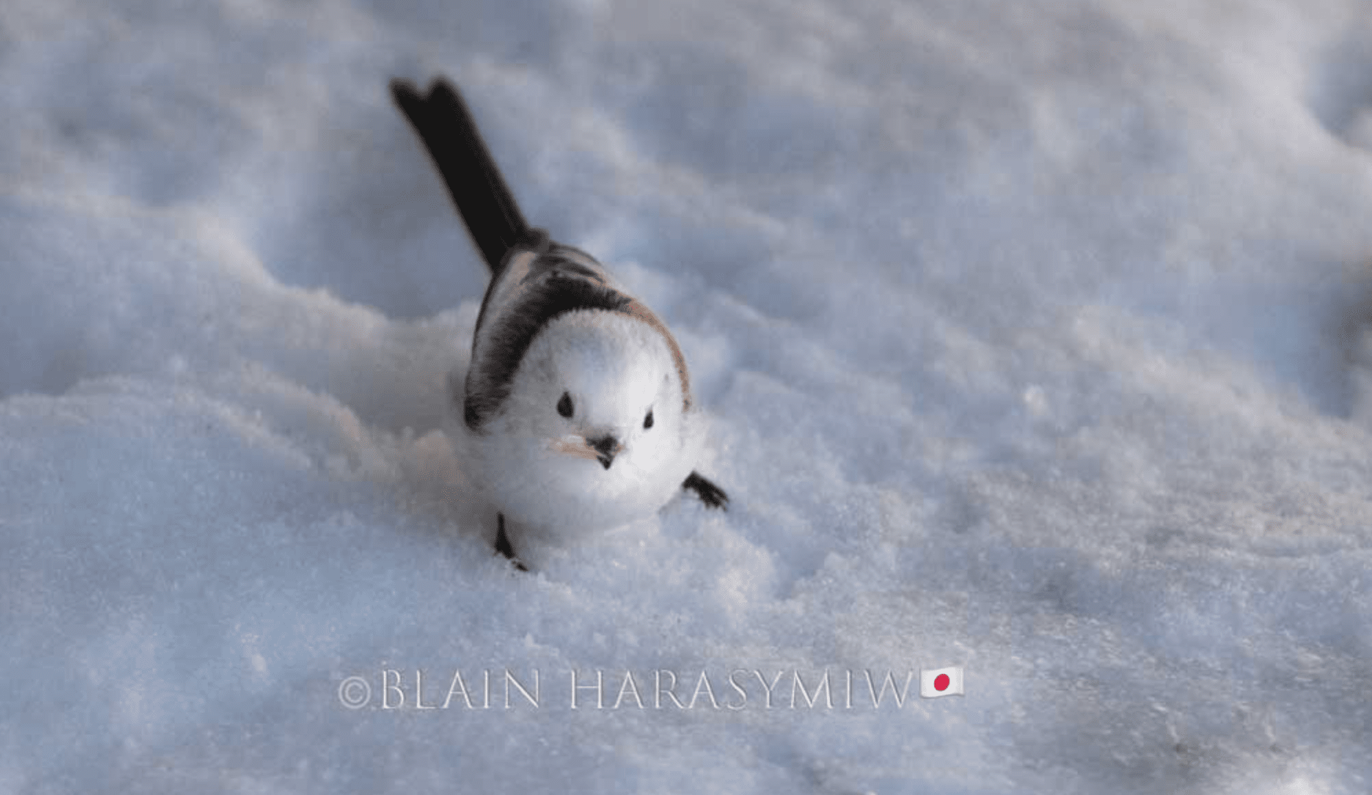 Hokkaido Bird Watching Photography Workshop - Shima Enaga Flocking ...