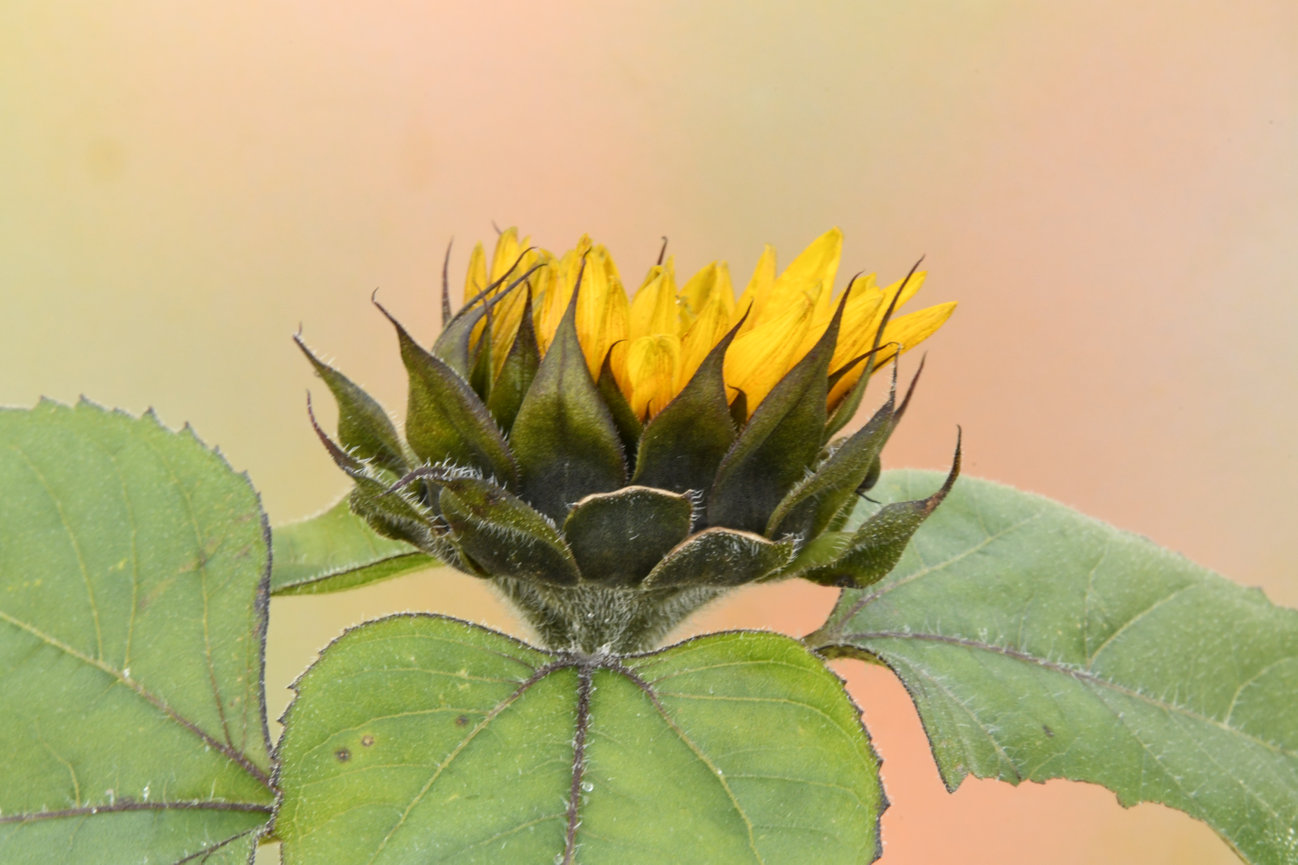 Before and After Emerging Sunflower Mike Moats Award Winning