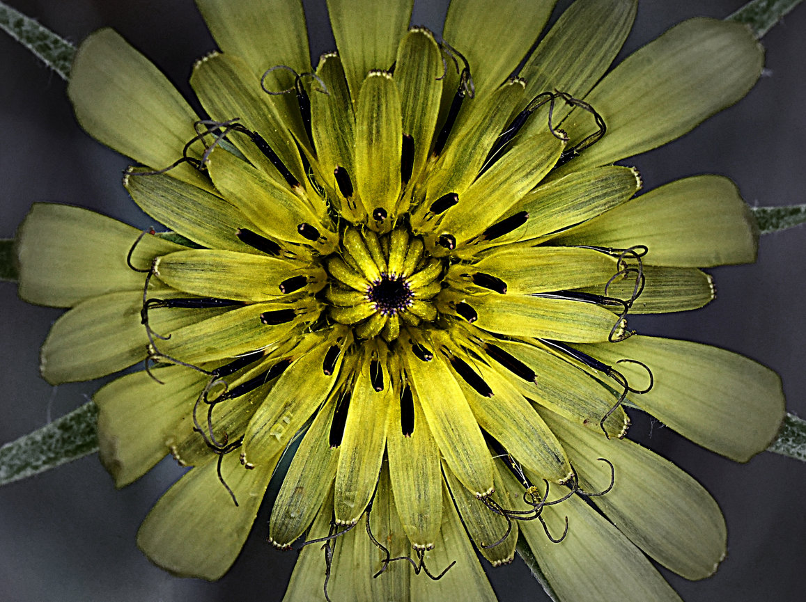 special-lighting-effects-mike-moats-award-winning-macro-photographer