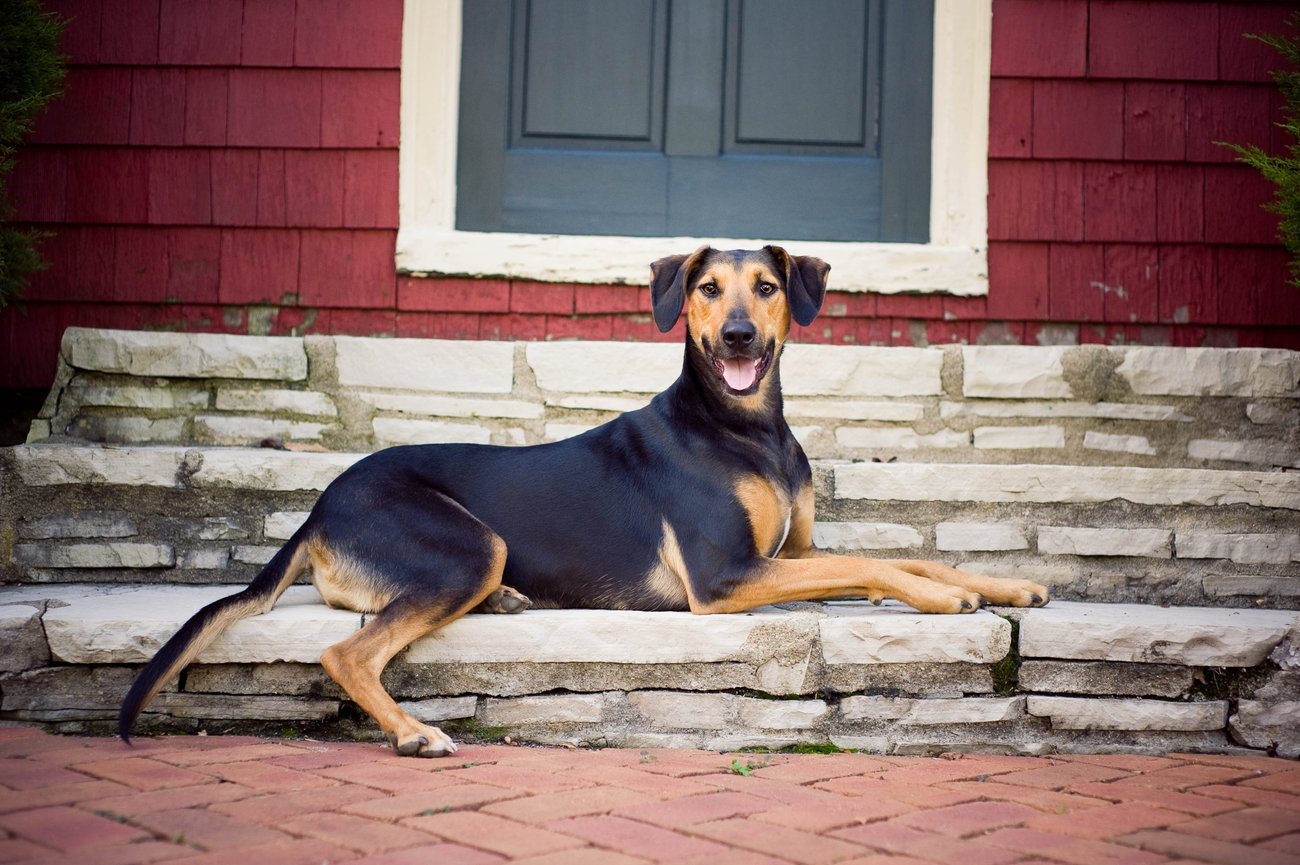 A dog resting on stone steps in front of a red house door, looking at the camera. Dog Photography Session Columbus Ohio