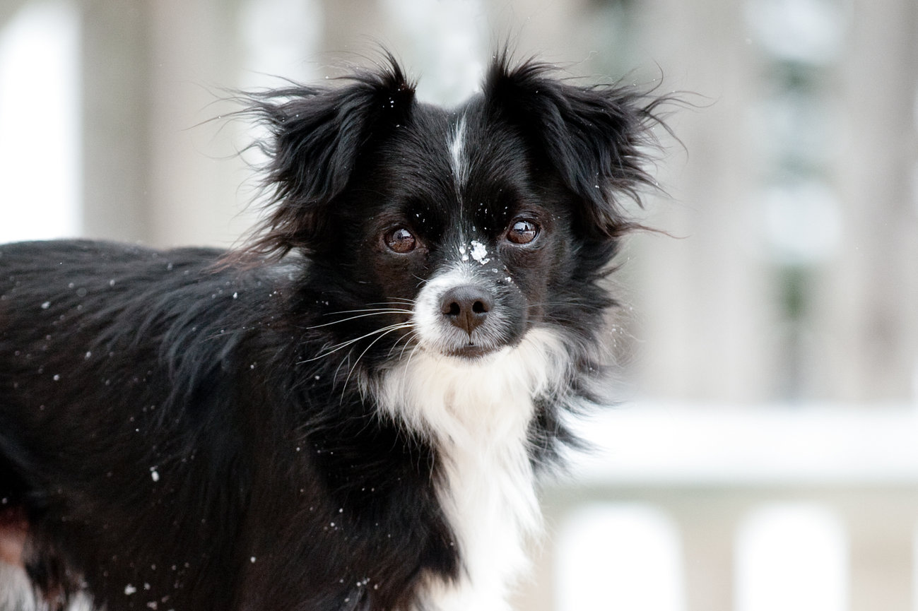 Black and white fluffy dog with snowflakes on its face, standing outdoors.