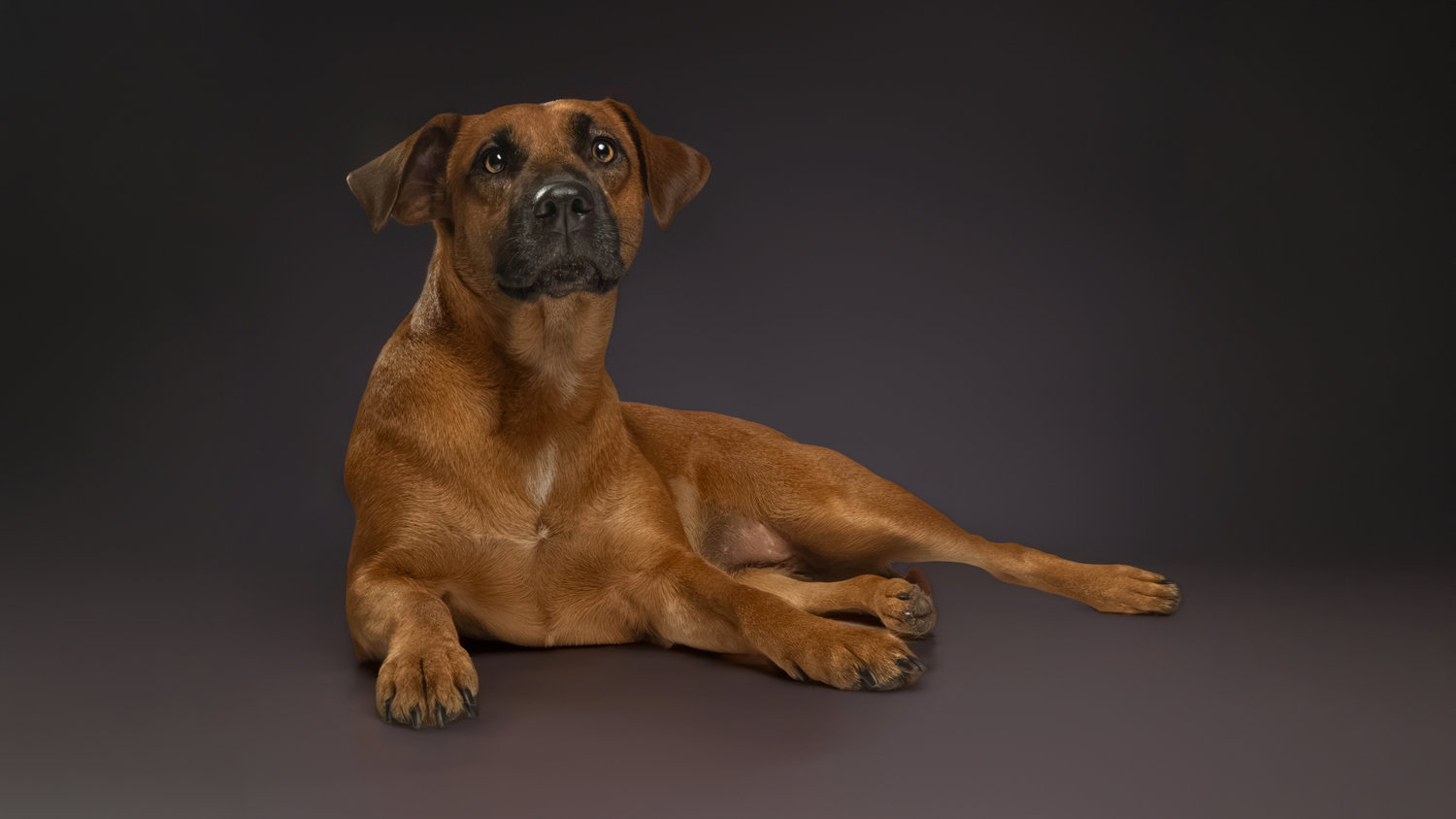 Old World pet portrait