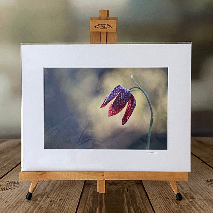 STORE | Susan Phelps Photography | Wokingham